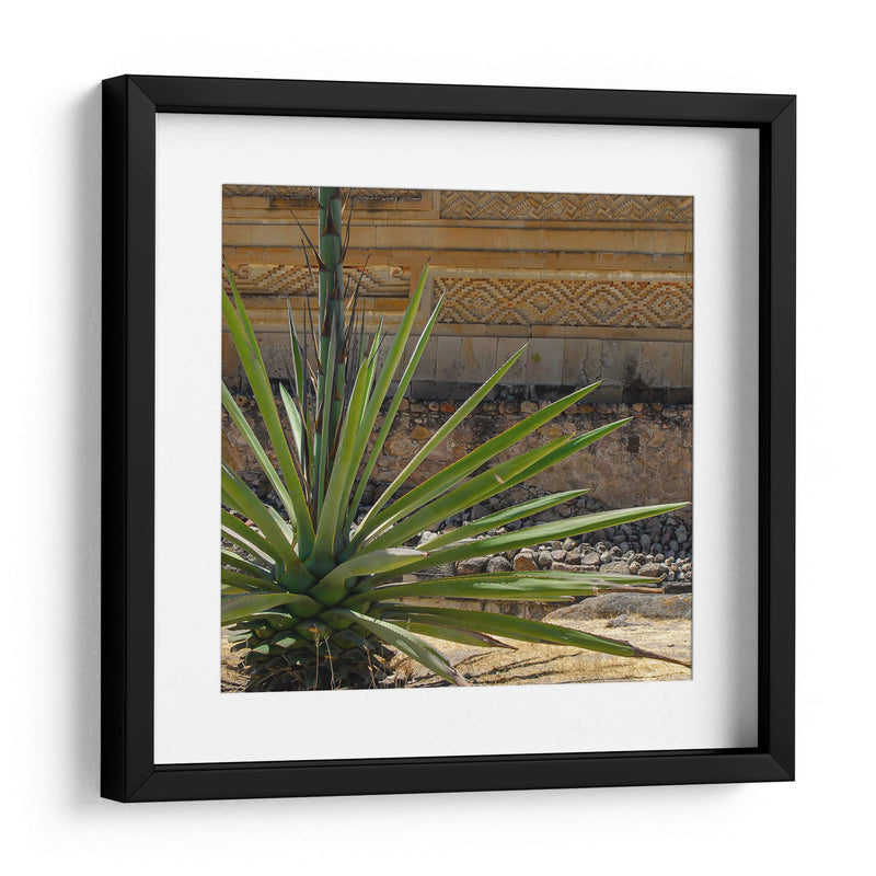 Agave - Gustavo Cohen | Cuadro decorativo de Canvas Lab