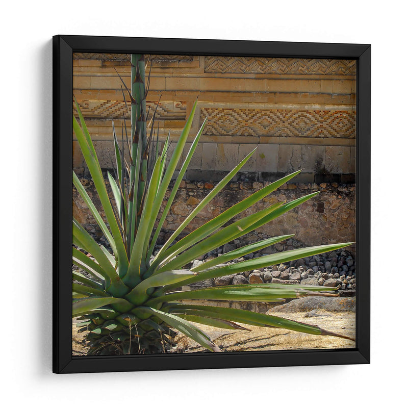 Agave - Gustavo Cohen | Cuadro decorativo de Canvas Lab