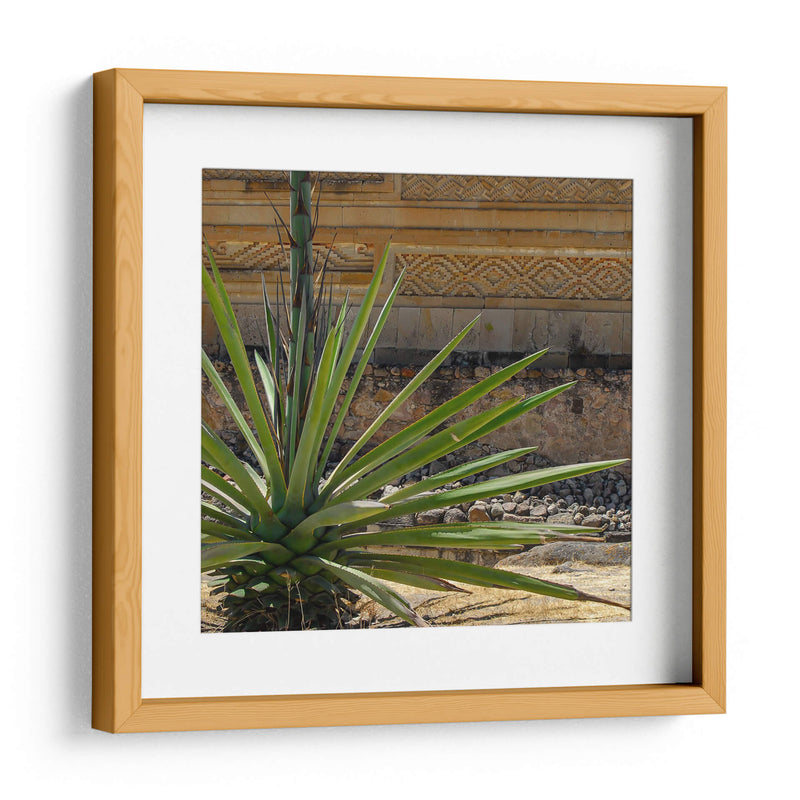 Agave - Gustavo Cohen | Cuadro decorativo de Canvas Lab