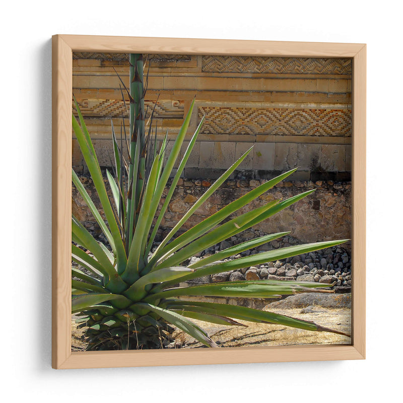 Agave - Gustavo Cohen | Cuadro decorativo de Canvas Lab