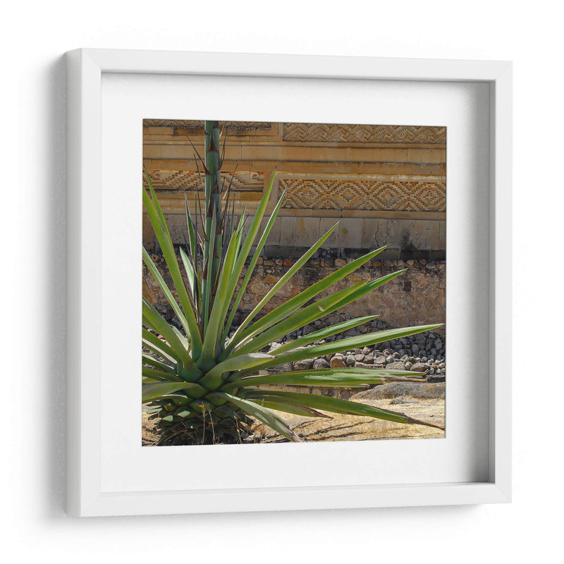 Agave - Gustavo Cohen | Cuadro decorativo de Canvas Lab