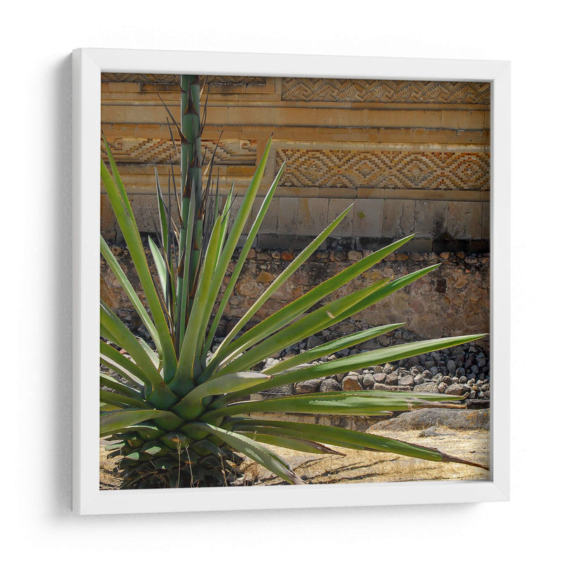 Agave - Gustavo Cohen | Cuadro decorativo de Canvas Lab