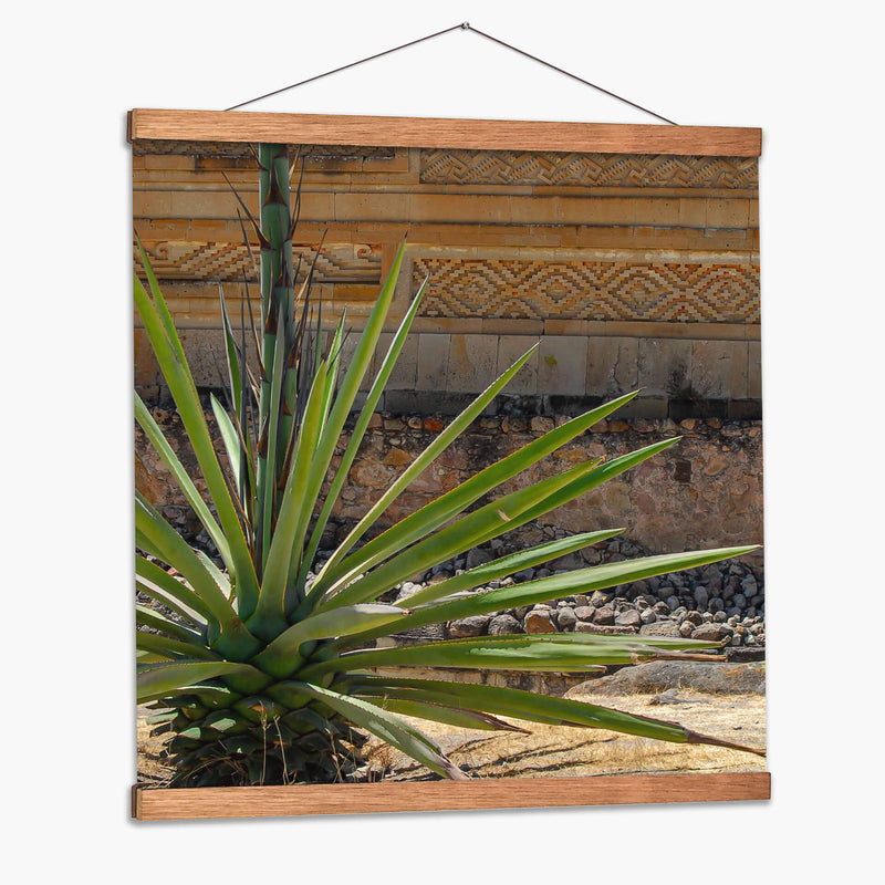 Agave - Gustavo Cohen | Cuadro decorativo de Canvas Lab