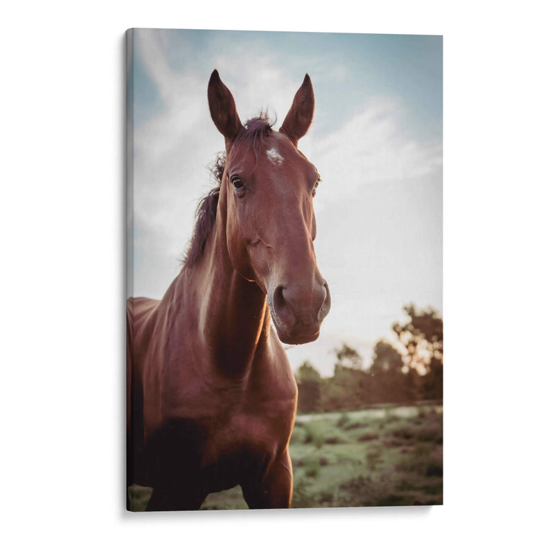 Mustang  - Chepo Murua | Cuadro decorativo de Canvas Lab