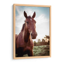 Mustang  - Chepo Murua | Cuadro decorativo de Canvas Lab