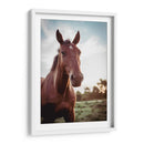 Mustang  - Chepo Murua | Cuadro decorativo de Canvas Lab