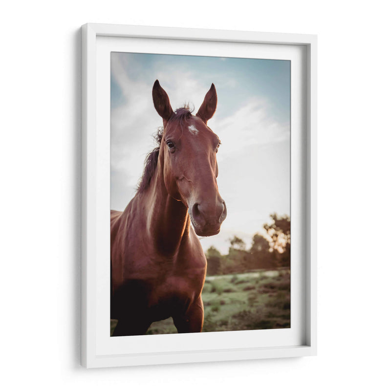 Mustang  - Chepo Murua | Cuadro decorativo de Canvas Lab