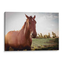 Caballo salvaje - Chepo Murua | Cuadro decorativo de Canvas Lab