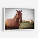 Caballo salvaje - Chepo Murua | Cuadro decorativo de Canvas Lab