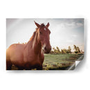 Caballo salvaje - Chepo Murua | Cuadro decorativo de Canvas Lab