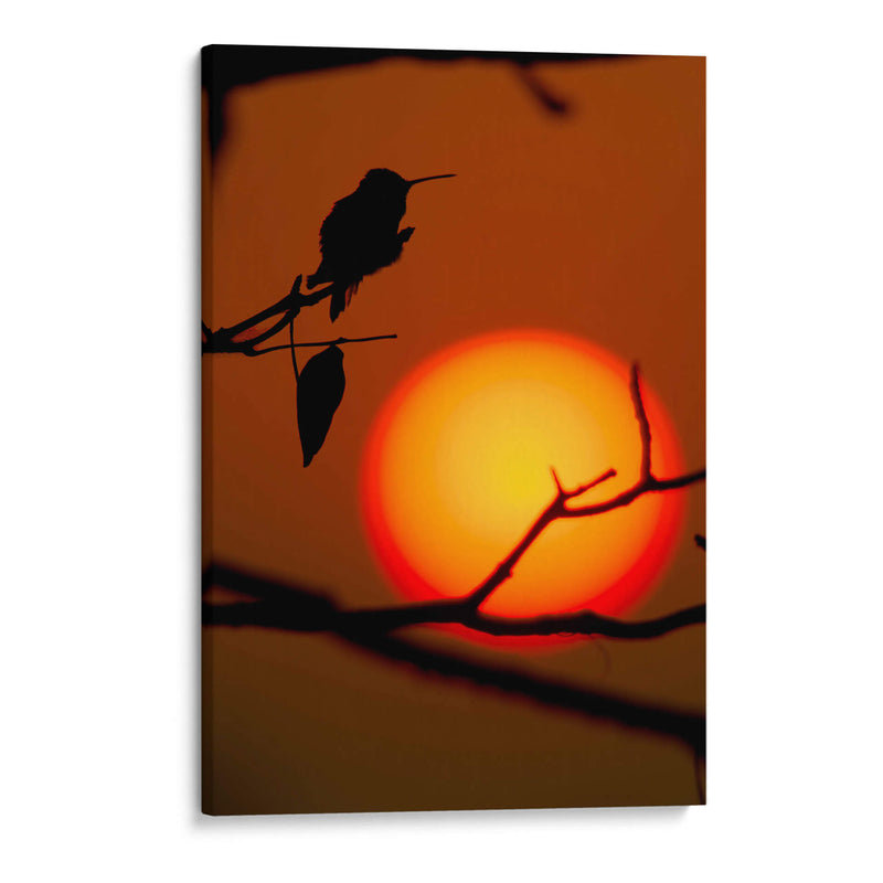 Colibrí al Atardecer - Cuauhtli.foto | Cuadro decorativo de Canvas Lab