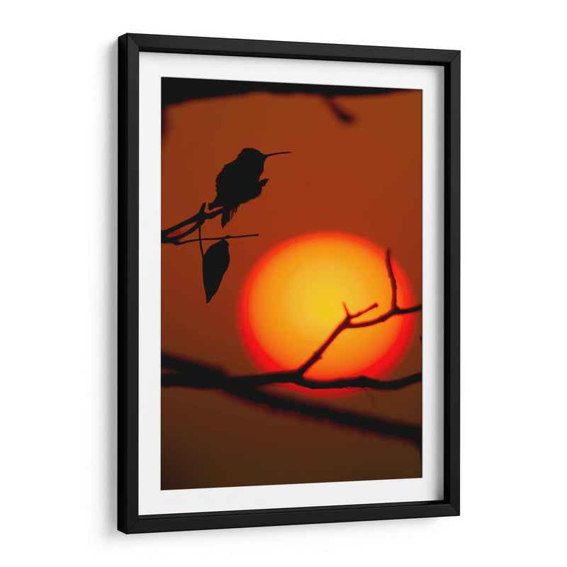 Colibrí al Atardecer - Cuauhtli.foto | Cuadro decorativo de Canvas Lab