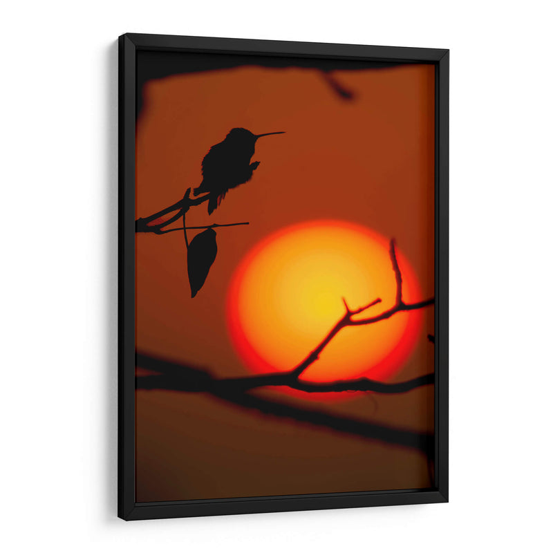 Colibrí al Atardecer - Cuauhtli.foto | Cuadro decorativo de Canvas Lab