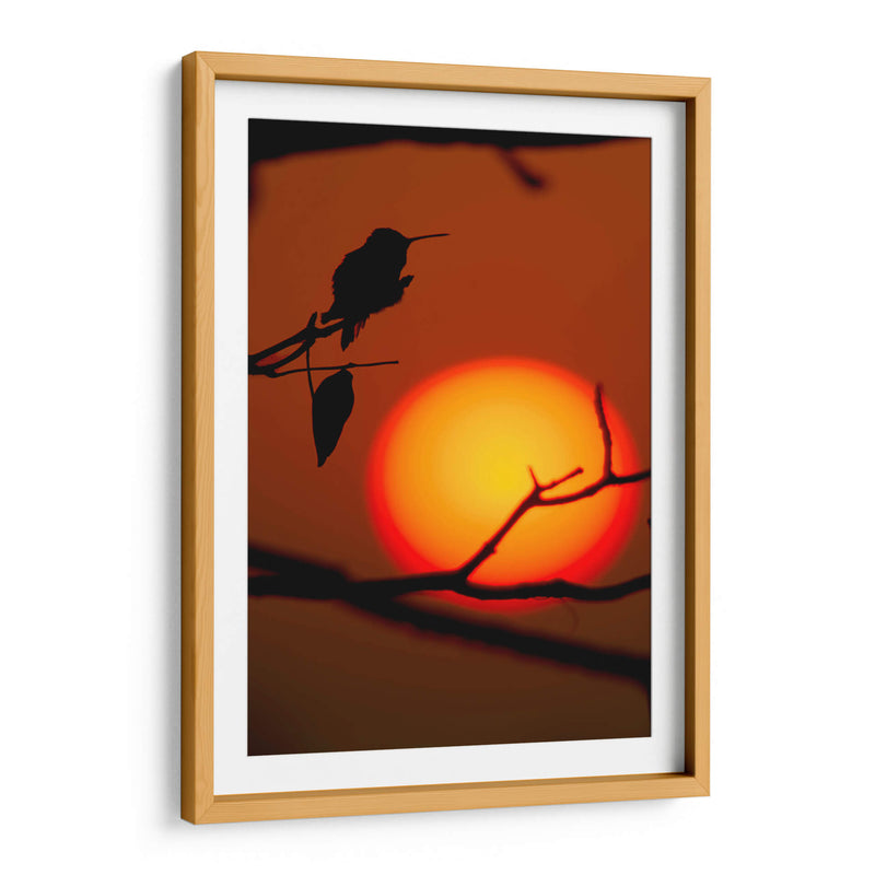 Colibrí al Atardecer - Cuauhtli.foto | Cuadro decorativo de Canvas Lab