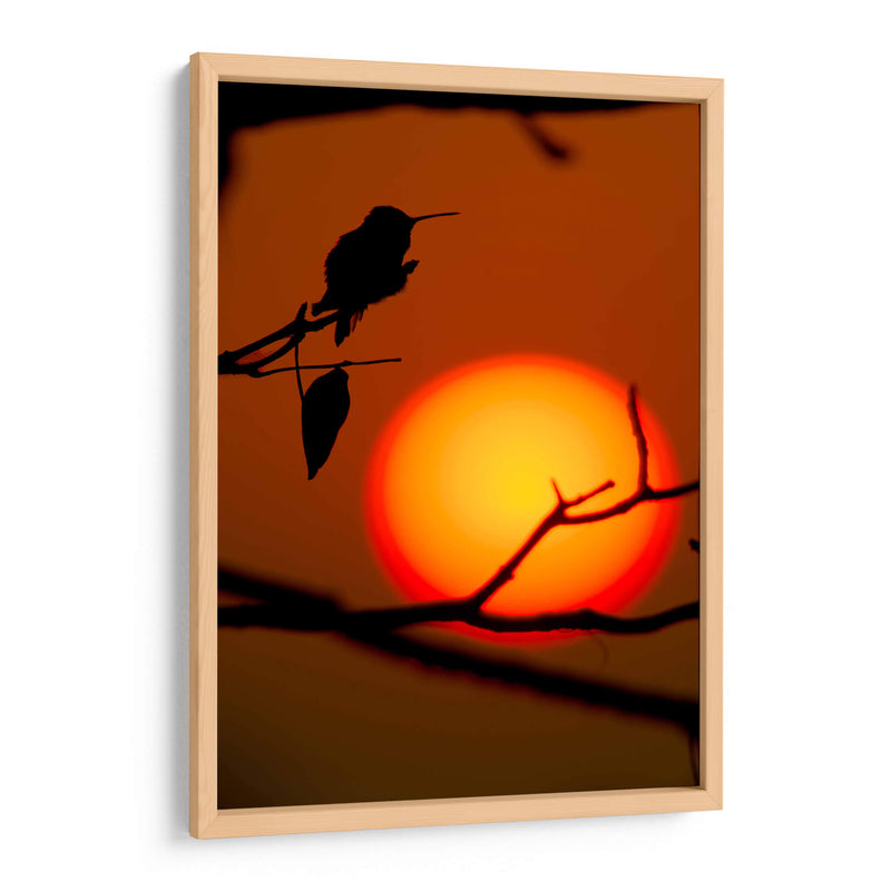 Colibrí al Atardecer - Cuauhtli.foto | Cuadro decorativo de Canvas Lab