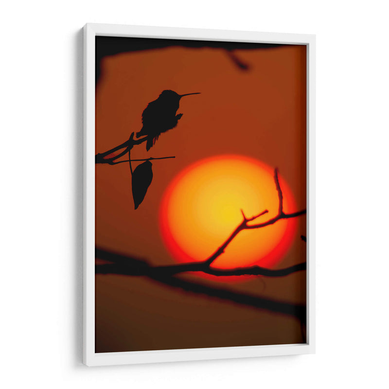 Colibrí al Atardecer - Cuauhtli.foto | Cuadro decorativo de Canvas Lab