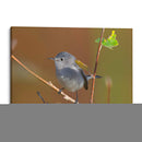 Retrato Perlita azul-gris 1 - Cuauhtli.foto | Cuadro decorativo de Canvas Lab