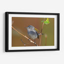 Retrato Perlita azul-gris 1 - Cuauhtli.foto | Cuadro decorativo de Canvas Lab