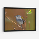 Retrato Perlita azul-gris 1 - Cuauhtli.foto | Cuadro decorativo de Canvas Lab