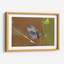 Retrato Perlita azul-gris 1 - Cuauhtli.foto | Cuadro decorativo de Canvas Lab