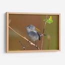 Retrato Perlita azul-gris 1 - Cuauhtli.foto | Cuadro decorativo de Canvas Lab