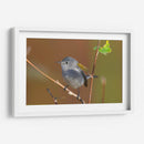 Retrato Perlita azul-gris 1 - Cuauhtli.foto | Cuadro decorativo de Canvas Lab