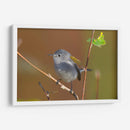 Retrato Perlita azul-gris 1 - Cuauhtli.foto | Cuadro decorativo de Canvas Lab