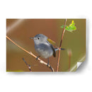 Retrato Perlita azul-gris 1 - Cuauhtli.foto | Cuadro decorativo de Canvas Lab