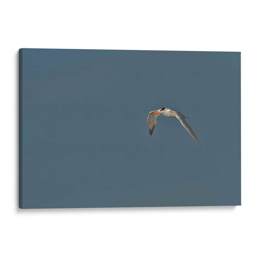 Charrán al vuelo  - Cuauhtli.foto | Cuadro decorativo de Canvas Lab