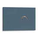 Charrán al vuelo  - Cuauhtli.foto | Cuadro decorativo de Canvas Lab