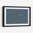 Charrán al vuelo  - Cuauhtli.foto | Cuadro decorativo de Canvas Lab