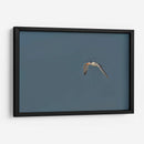 Charrán al vuelo  - Cuauhtli.foto | Cuadro decorativo de Canvas Lab