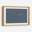 Charrán al vuelo  - Cuauhtli.foto | Cuadro decorativo de Canvas Lab