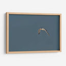 Charrán al vuelo  - Cuauhtli.foto | Cuadro decorativo de Canvas Lab