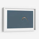 Charrán al vuelo  - Cuauhtli.foto | Cuadro decorativo de Canvas Lab