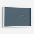 Charrán al vuelo  - Cuauhtli.foto | Cuadro decorativo de Canvas Lab