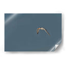 Charrán al vuelo  - Cuauhtli.foto | Cuadro decorativo de Canvas Lab