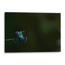 Colibrí Orejas Violetas estirándose  - Cuauhtli.foto | Cuadro decorativo de Canvas Lab