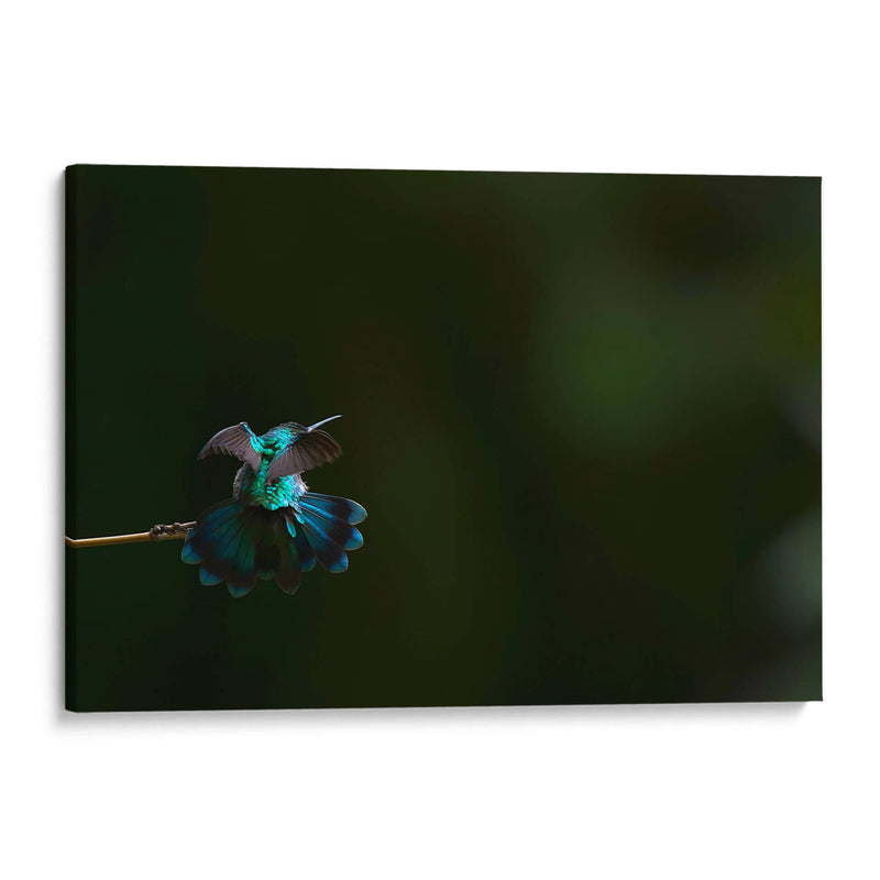 Colibrí Orejas Violetas estirándose  - Cuauhtli.foto | Cuadro decorativo de Canvas Lab