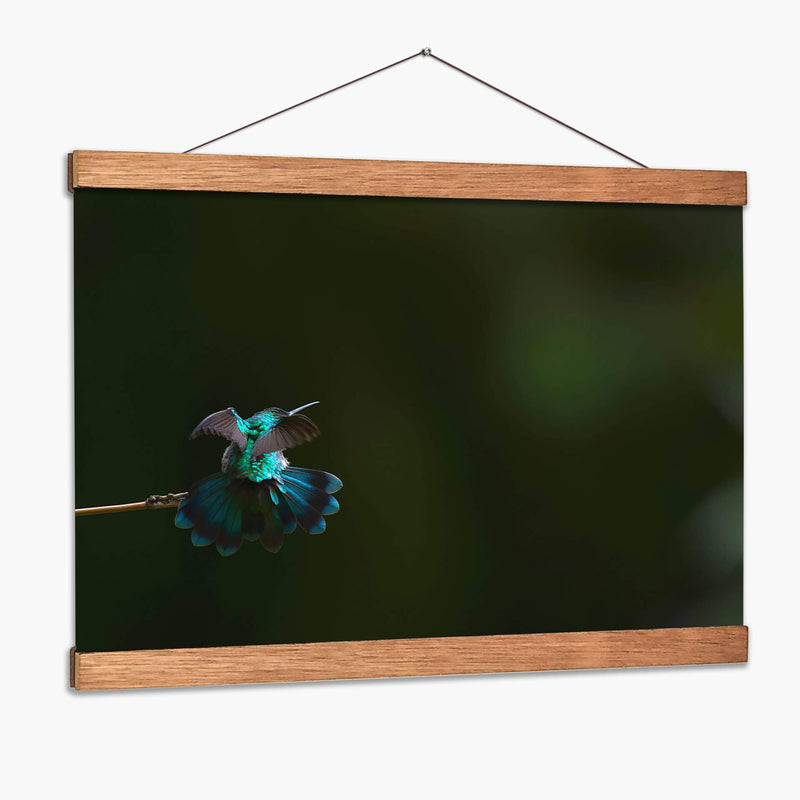 Colibrí Orejas Violetas estirándose  - Cuauhtli.foto | Cuadro decorativo de Canvas Lab