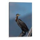 Retrato de un Cormorán - Cuauhtli.foto | Cuadro decorativo de Canvas Lab