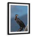 Retrato de un Cormorán - Cuauhtli.foto | Cuadro decorativo de Canvas Lab