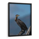 Retrato de un Cormorán - Cuauhtli.foto | Cuadro decorativo de Canvas Lab