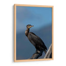 Retrato de un Cormorán - Cuauhtli.foto | Cuadro decorativo de Canvas Lab