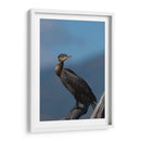 Retrato de un Cormorán - Cuauhtli.foto | Cuadro decorativo de Canvas Lab