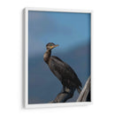 Retrato de un Cormorán - Cuauhtli.foto | Cuadro decorativo de Canvas Lab