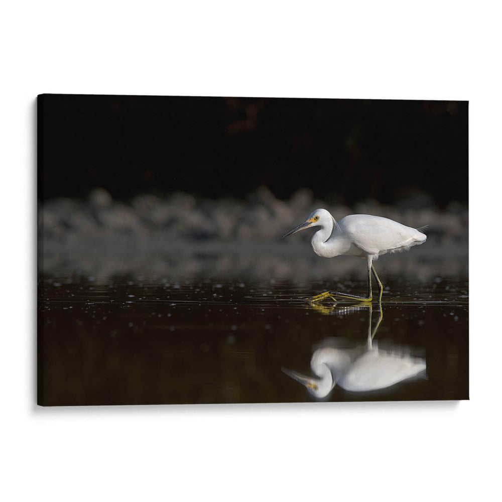 Garza cazando - Cuauhtli.foto | Cuadro decorativo de Canvas Lab
