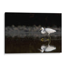 Garza cazando - Cuauhtli.foto | Cuadro decorativo de Canvas Lab