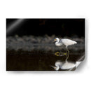 Garza cazando - Cuauhtli.foto | Cuadro decorativo de Canvas Lab