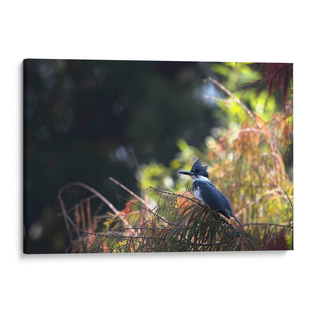 Martín Pescador - Cuauhtli.foto | Cuadro decorativo de Canvas Lab